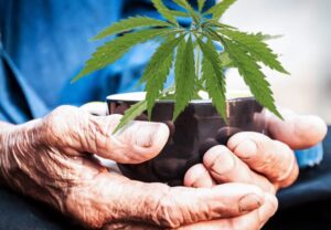 Cannabis for seniors