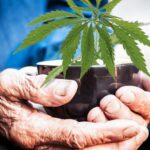 Cannabis for seniors